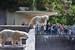 Zoo Rostock: Abschied von den Eisbären