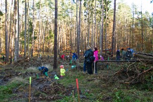 Die Aktion Bürger pflanzen Bäume lockte etwa 150 Helfer in die sonnige Rostocker Heide 