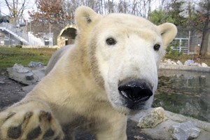 Eisbär Fiete lebt jetzt in Ungarn (Foto: Sóstó Zoo)