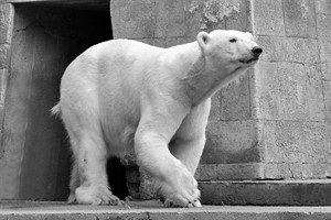 Eisbärin Vilma überraschend im Zoo Aalborg verstorben (Foto: Joachim Kloock)