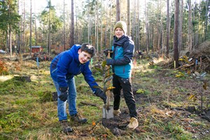 Arun und Mareno pflanzen Esskastanien in der Rostocker Heide 