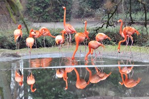 Ende der Stallpflicht - Vögel im Zoo Rostock dürfen wieder ins Freie (Foto: Joachim Kloock)