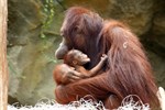 Orang-Utan-Dame Hsiao-Ning mit ihrem Nachwuchs im Zoo Rostock