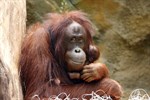 Orang-Utan-Mädchen mit Mama Hsiao-Ning im Zoo Rostock