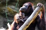 Name für Orang-Utan-Mädchen im Zoo Rostock gesucht