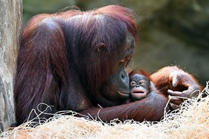 Orang-Utan-Mädchen Niah mit Mama Hsiao-Ning im Zoo Rostock (Foto: Joachim Kloock)