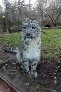 Schneeleopard Barid lebt seit dem 15. November im Rostocker Zoo (Foto: Zoo Rostock/Carina Braun)