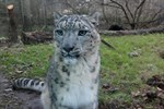 Schneeleoparden-Zuwachs im Zoo Rostock