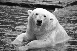 Eisbär Vienna 2014 im Zoo Rostock (Foto: Joachim Kloock)