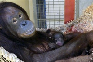 Orang-Utan-Dame Dinda mit ihrem noch namenlosen Baby nach der Geburt (Foto: Zoo Rostock/Kerstin Genilke)