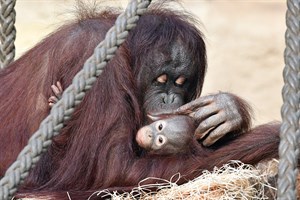 Orang-Utan-Mama Dinda mit ihrem Nachwuchs LinTang (Foto: Zoo Rostock/Joachim Kloock)