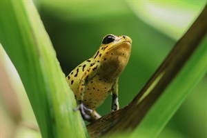 Kleiner Erdbeerfrosch aus dem Darwineum ganz groß - das Foto wurde mit einem Makroobjektiv einer Canon-Spiegelreflexkamera aufgenommen (Foto: Dittmar Brandt)