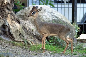 Dikdik Tan - wer die beiden afrikanischen Zwergantilopen auf der Historischen Huftieranlage beobachten möchte, braucht viel Geduld und ein gutes Auge. (Foto: Joachim Kloock/Zoo Rostock)