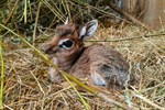 Erster Dikdik-Nachwuchs im Zoo Rostock