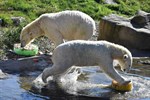 Ein Jahr Polarium im Zoo Rostock