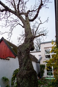 Munchs Birnbaum in Warnemünde umgestürzt (Foto: Archiv)