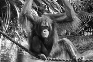 Orang-Utan-Mutter Dinda ist heute Nacht verstorben (Foto: Zoo Rostock/Maria Seemann)