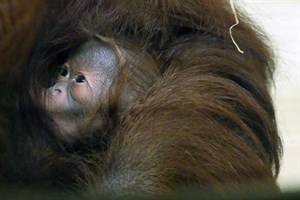 Orang-Utan-Baby im Zoo Rostock geboren (Foto: Zoo Rostock/Kerstin Genilke)