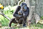 Gorilla-Babys im Zoo Rostock getauft