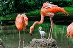 Kubaflamingo-Nachwuchs im Zoo Rostock