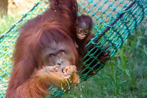 Orang-Utan-Mädchen Surya (hier bei ihrer Taufe) ist aus dem Zoo Rostock in den Tiergarten Schönbrunn in Wien gezogen (Foto: Archiv)