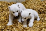 Namen für Eisbär-Mädchen im Zoo gesucht