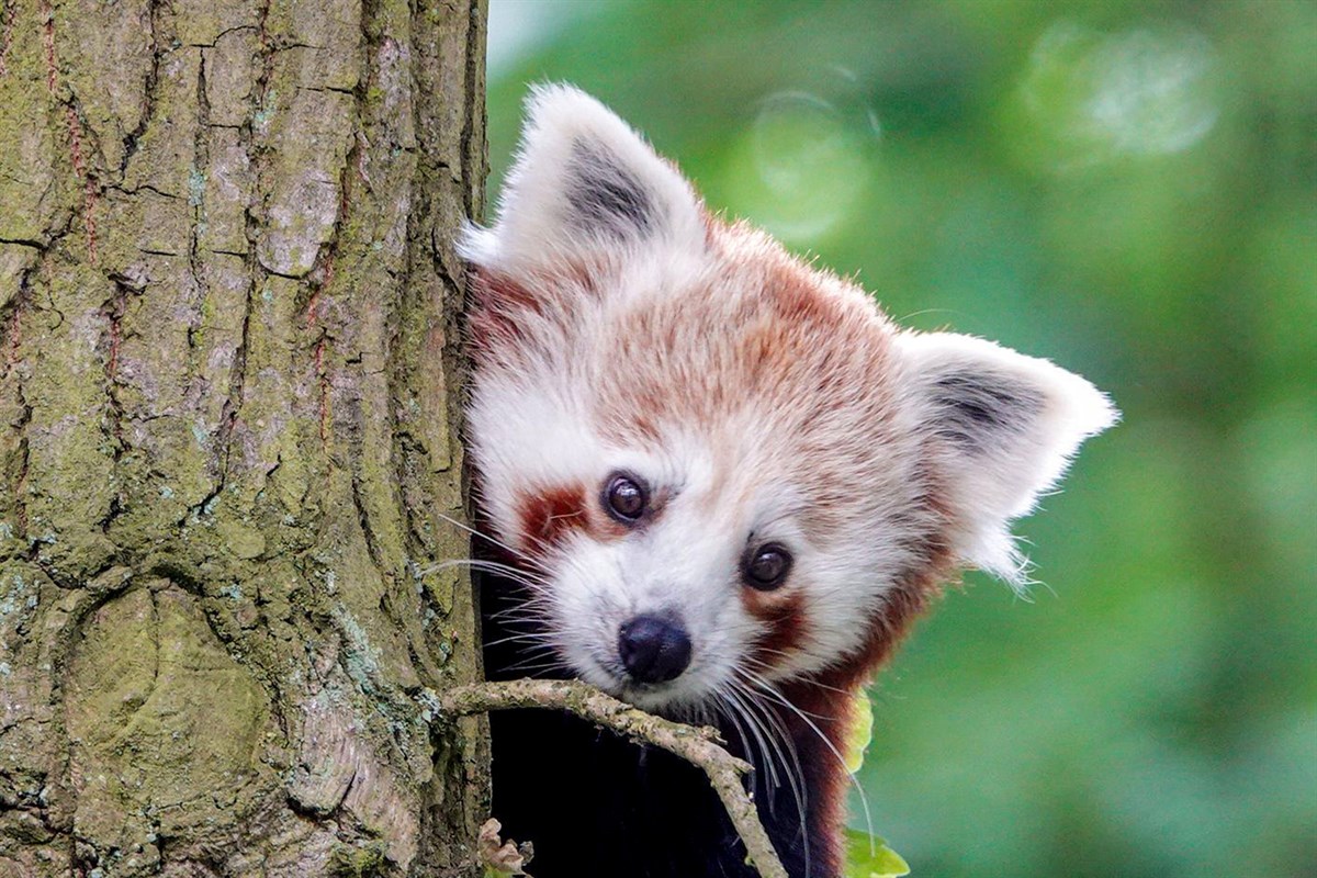 Erster Roter Panda im Zoo Rostock | Rostock-Heute