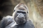 Gorilla Gorgo im Zoo Rostock eingeschläfert