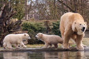 Die Eisbären-Zwillinge Kaja und Skadi - hier am Tag ihrer Taufe vor gut drei Jahren mit Mama Sizzel - ziehen in den Zoo Tallinn um. (Foto: Archiv)